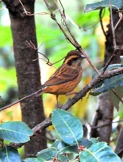 Rufous-breasted Accentor 15cm