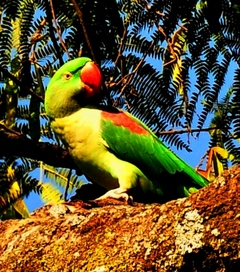 Alexandrine / Large indian parakeet (Female) 53cm