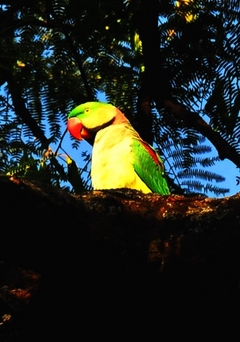 Alexandrine / Large indian parakeet (Male) 53cm
