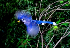 Yellowbilled Blue Magpie 70cm