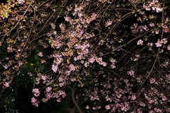 １１月６日ダラムサラの桜