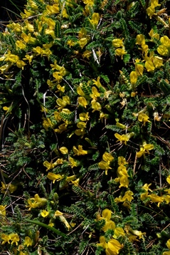 Astragalus candelleanus