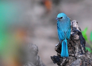 Verditer Flycatcher (Eumyias thalassina) Male 15cm