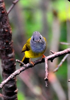 Grey-headed Canary Flycatcher 9cm
