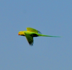 Rose-ringed  parakeet (Female) 42cm