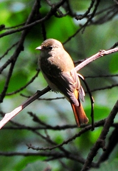 Rusty-tailed Flycacher 12cm