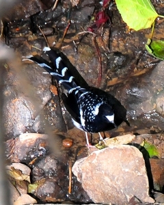 Spotted Forktail 25cm