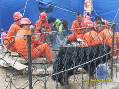 中国地震救援隊がチベッタン・マスティフを救助？する現場