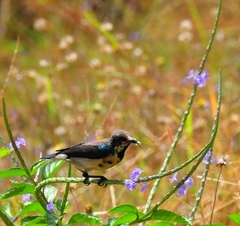 Purple-rumped  Sunbird (Male)10cm