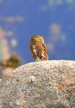 Collared Owlet (Collared Pygmy Owl) 16cm