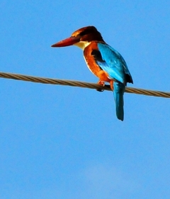 White-breasted Kingfisher 28cm