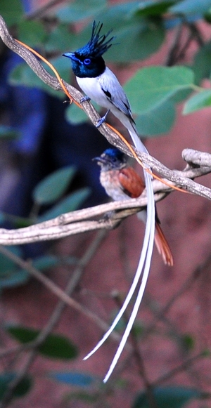 Asian Paradise Flycatcher(Terpsiphone Paradisi)male 5