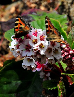 ジヌーの宿の石垣に花と蝶