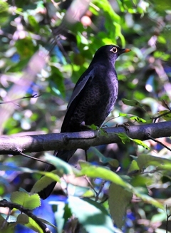 Grey-winged Blackbird (Male) 28cm