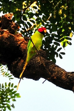 Blossamheaded Parakeet (Female) 36cm