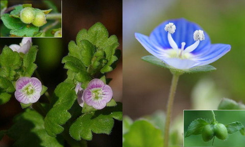 いぬのふぐり 1222 春の土手 いぬふぐり咲けり 涅槃図の ・・・ : 万葉歳時記 一日一葉