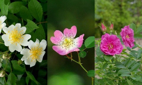 万葉集のドレス＊薔薇(茨)＊ ももクロのばらについて | ニュース | 第20回世界バラ会議福山大会2025