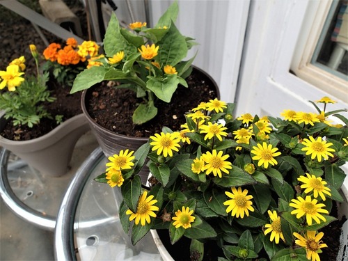 黄色いお花たち
