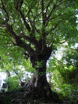 P1000352