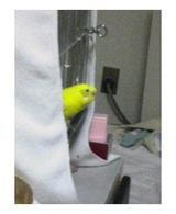 ぴー