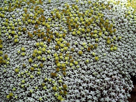 残雪草の花