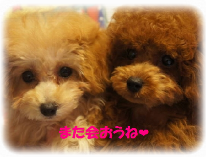 リップ&ルビー