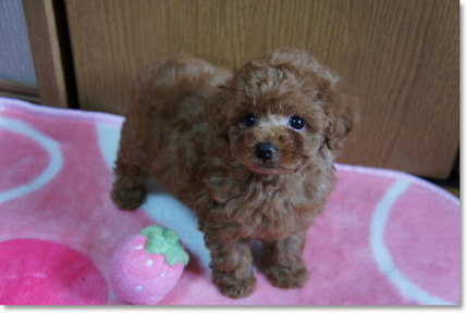 アイラbabyナッツ君2