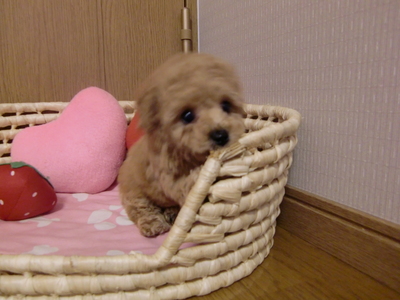 ナナちゃんbaby男のコ