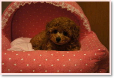 メグbaby♀レッド