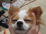 こつぶ