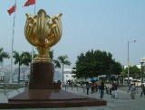 bauhinia