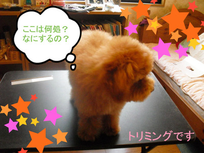 BlogPaint