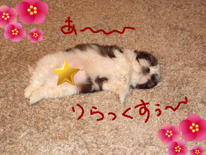 BlogPaint
