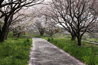 rie4529.jpg
