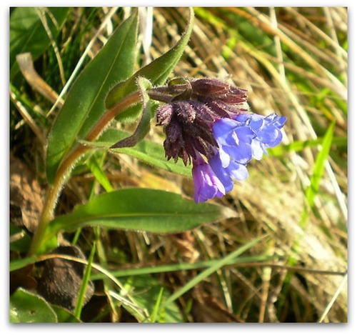 flor
