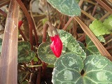 bbc8d096.jpg