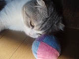 c3654371.jpg