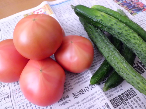 採れたて野菜