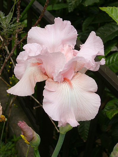 4420a482.jpg