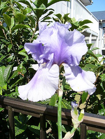 73676d50.jpg
