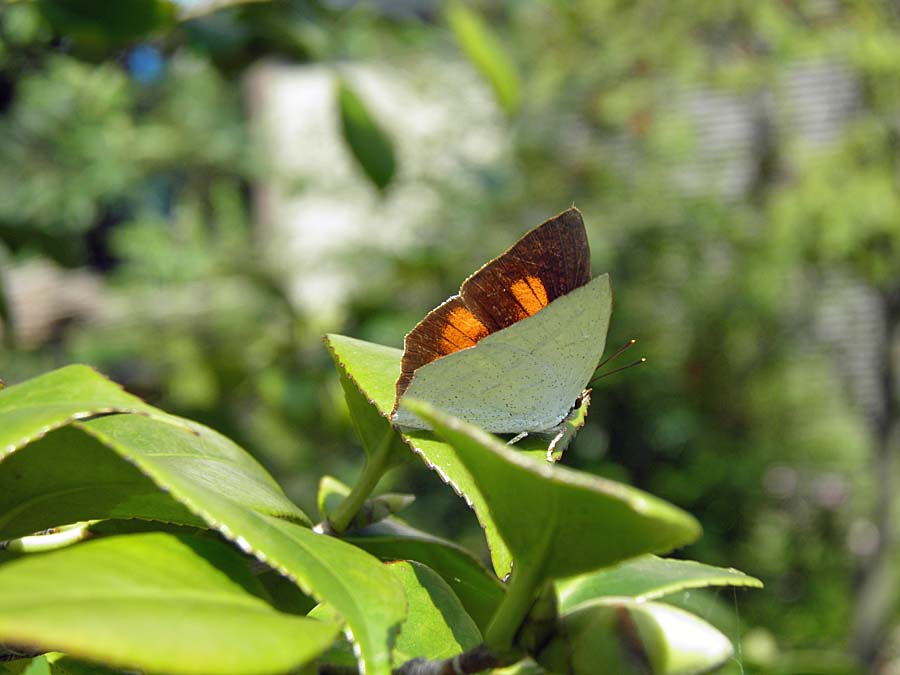 PA130006aa
