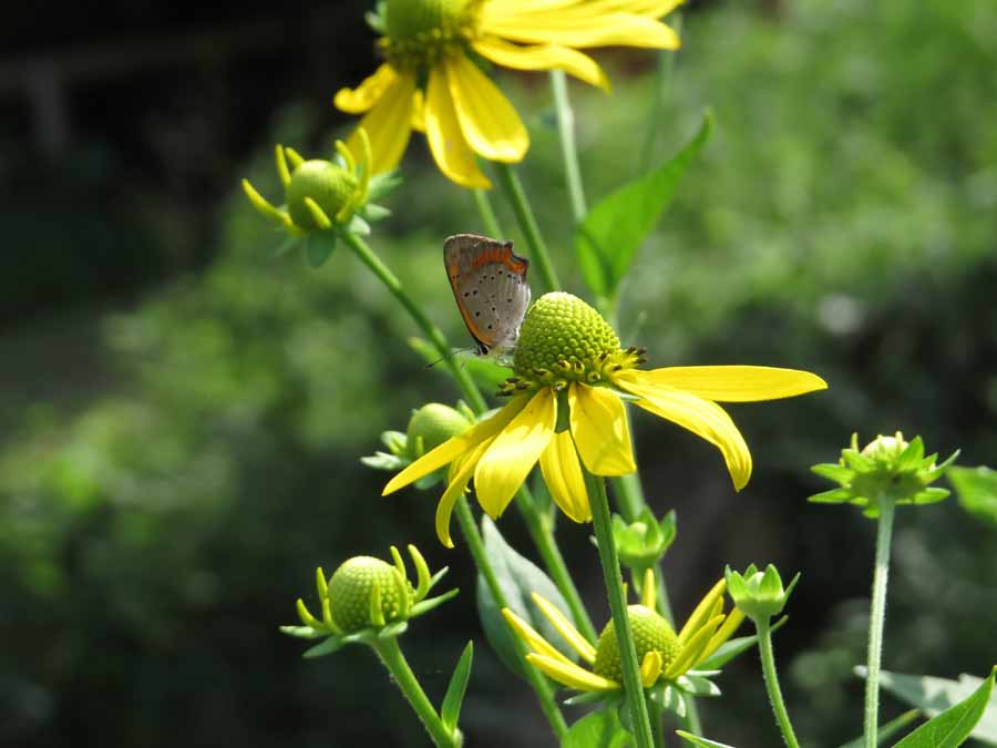 20130716