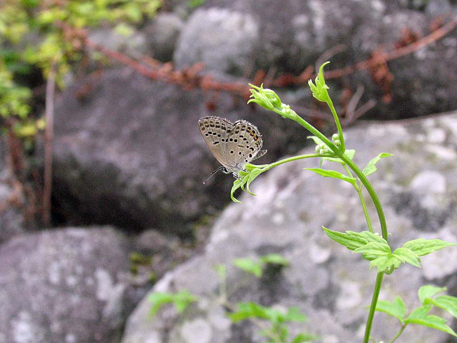 IMG_8237aa