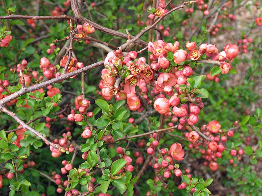 IMG_5279aa
