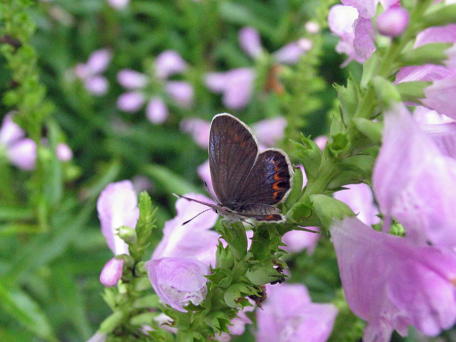 IMG_9479aa