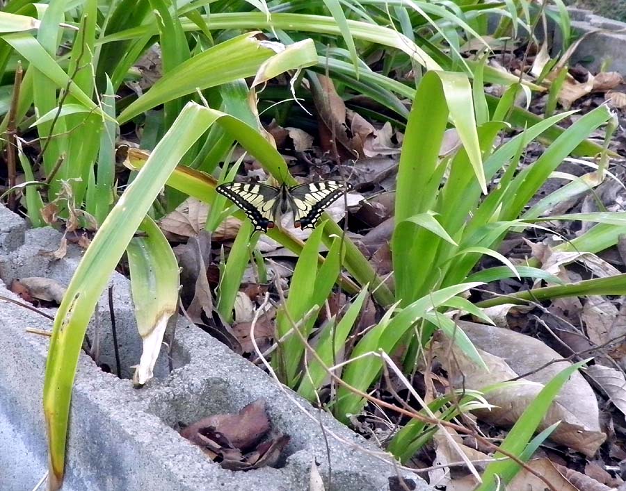 20110329¥¥¢¥²¥Ï