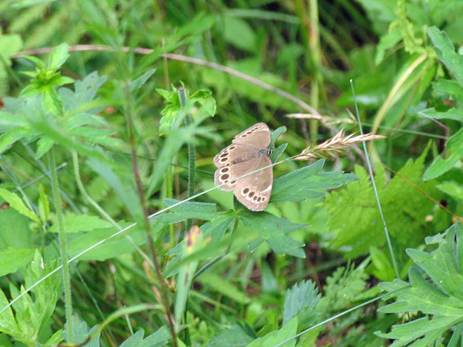 IMG_8362aa