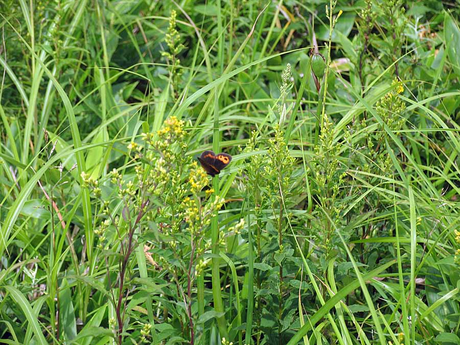 IMG_1949aa