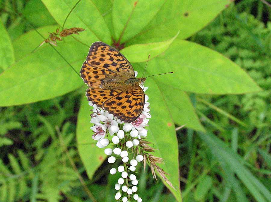 IMG_8368aa