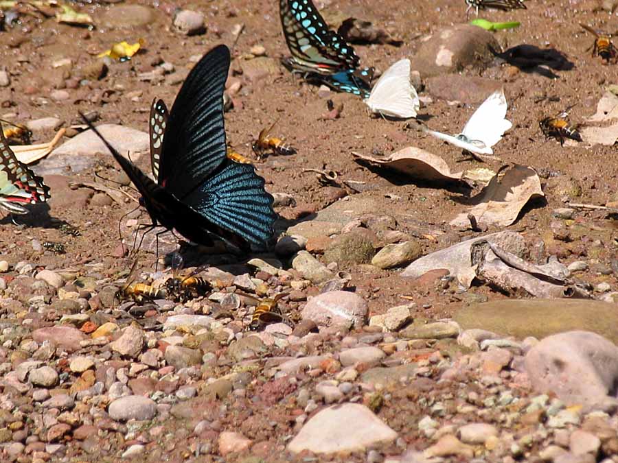 IMG_4518aa